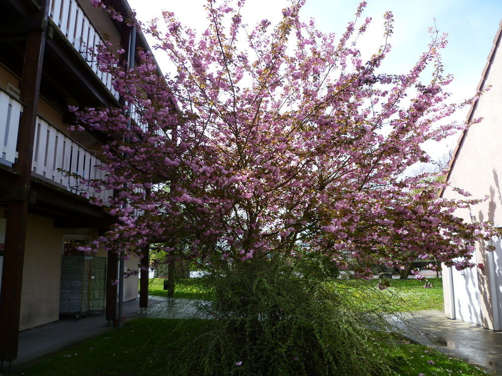 Hotel & Residence Bartenheim Exteriör bild